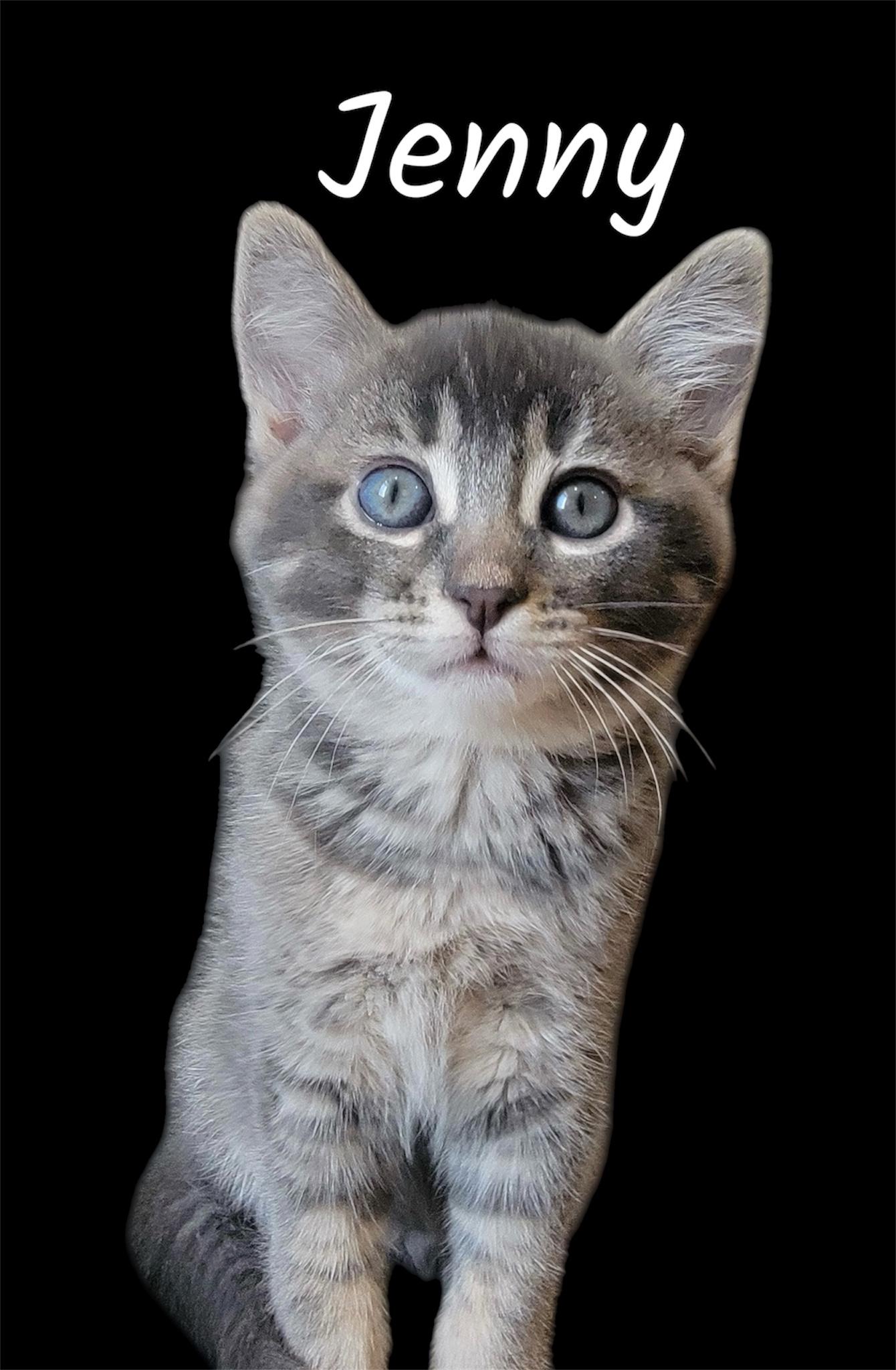 Jenny, adopted, Kitten Female Domestic Short Hair.