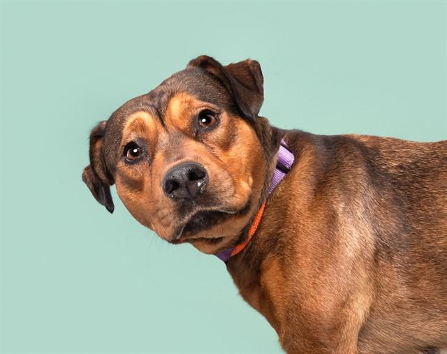 DOLLY, Adoptable, Young Female Black Mouth Cur & Mixed Breed.