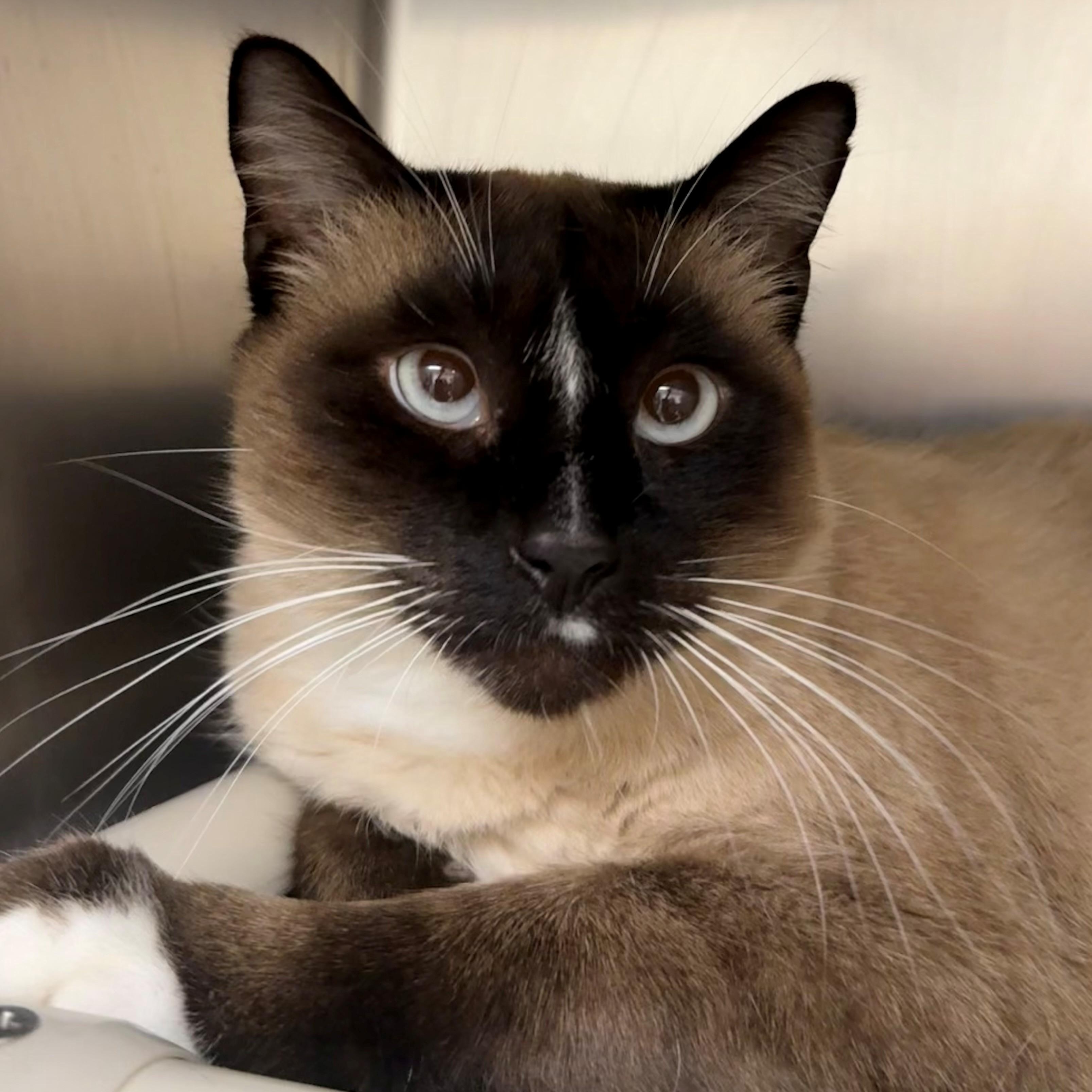 Enlarge Gypsy, a Adoptable Siamese in St. Augustine, FL image 1/1