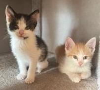 Betty & Biff, Young Female Domestic Short Hair
