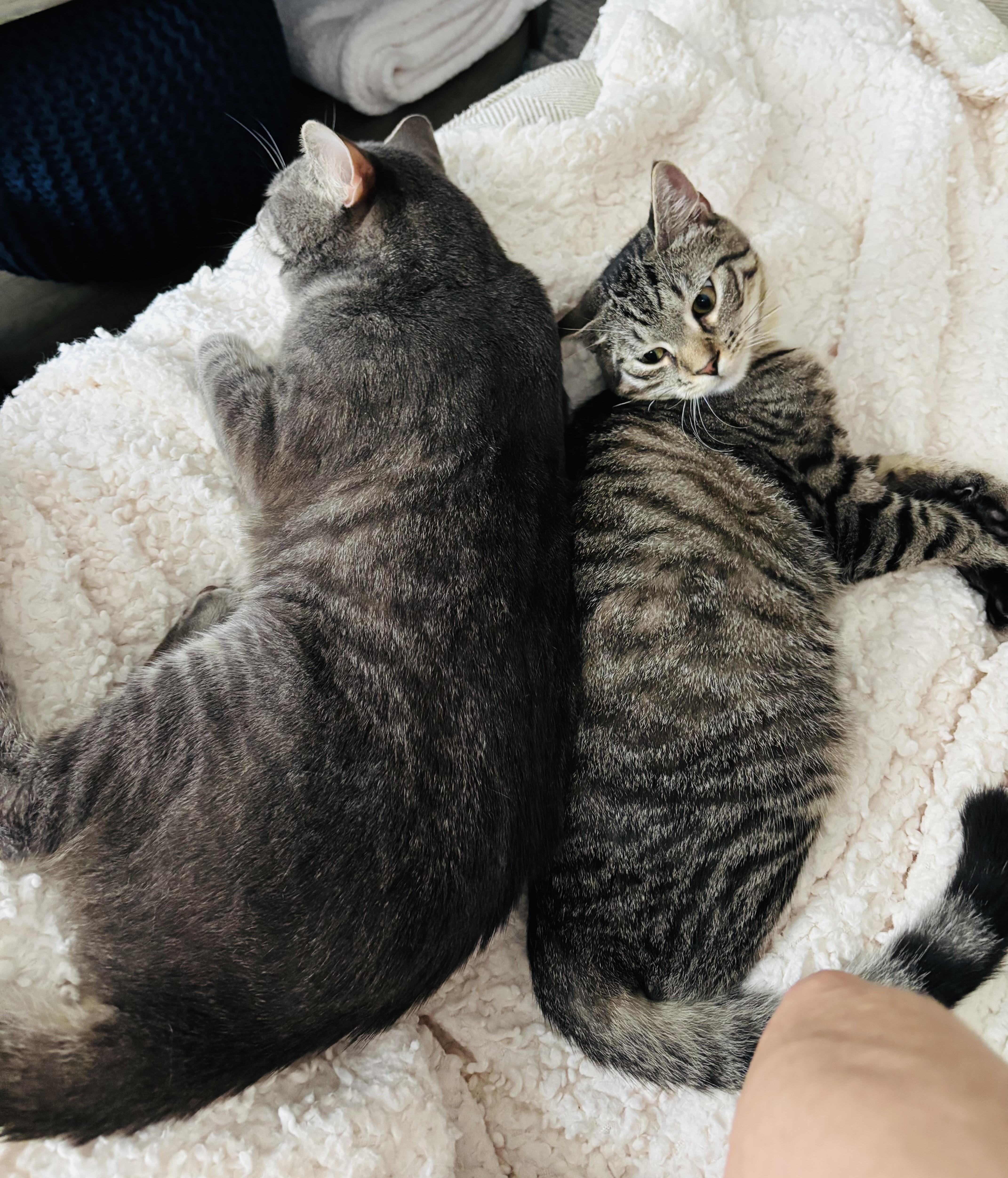 Grease Lightnin’ Litter Putzie, Adoptable, Kitten Male Domestic Short Hair.