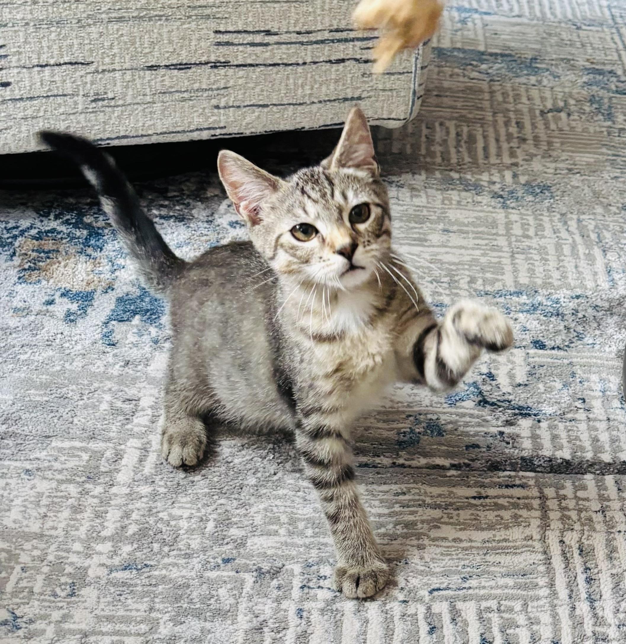 Enlarge Grease Lightnin’ Litter Putzie, a Adoptable Domestic Short Hair in Hoboken, NJ image 4/4