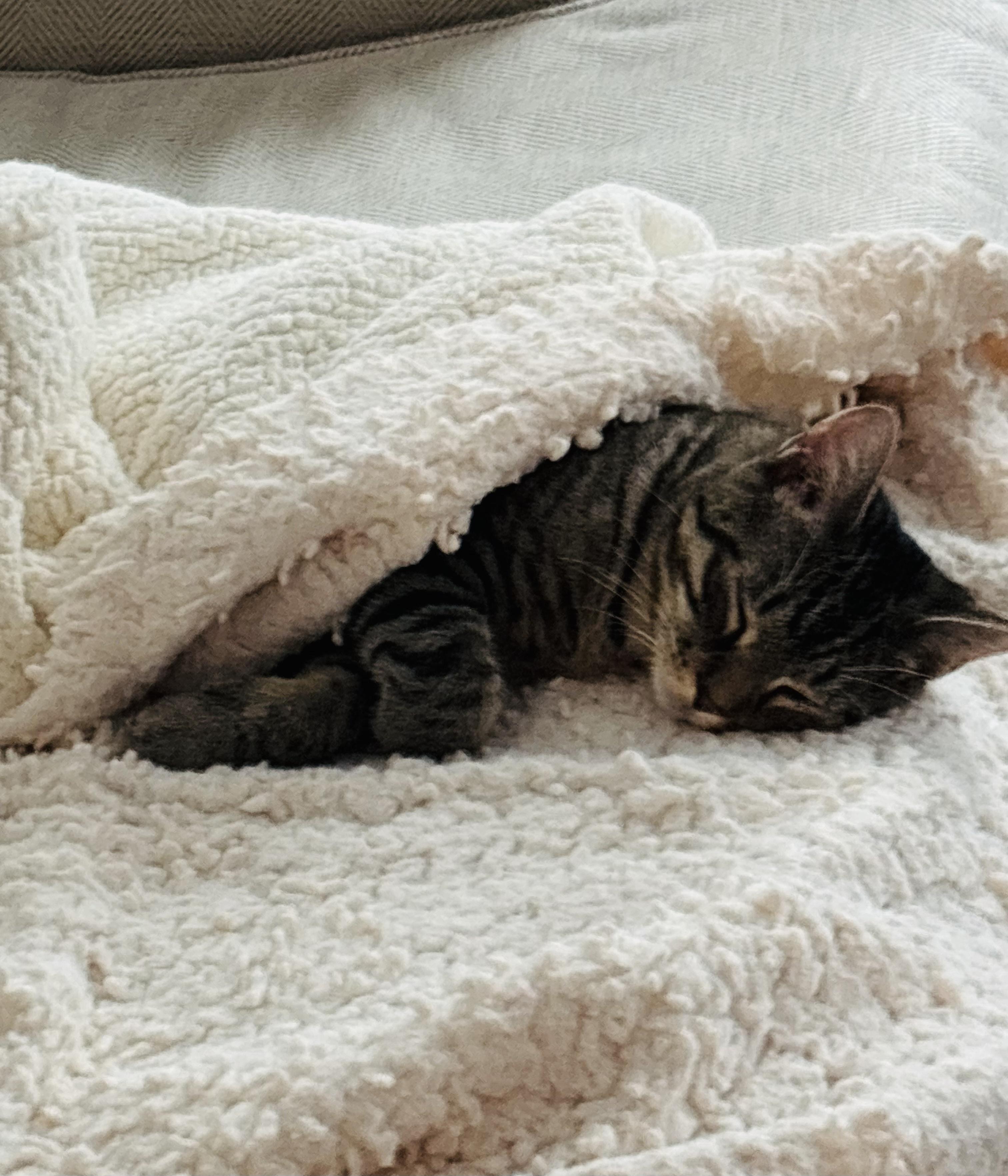 Enlarge Grease Lightnin’ Litter Putzie, a Adoptable Domestic Short Hair in Hoboken, NJ image 2/4