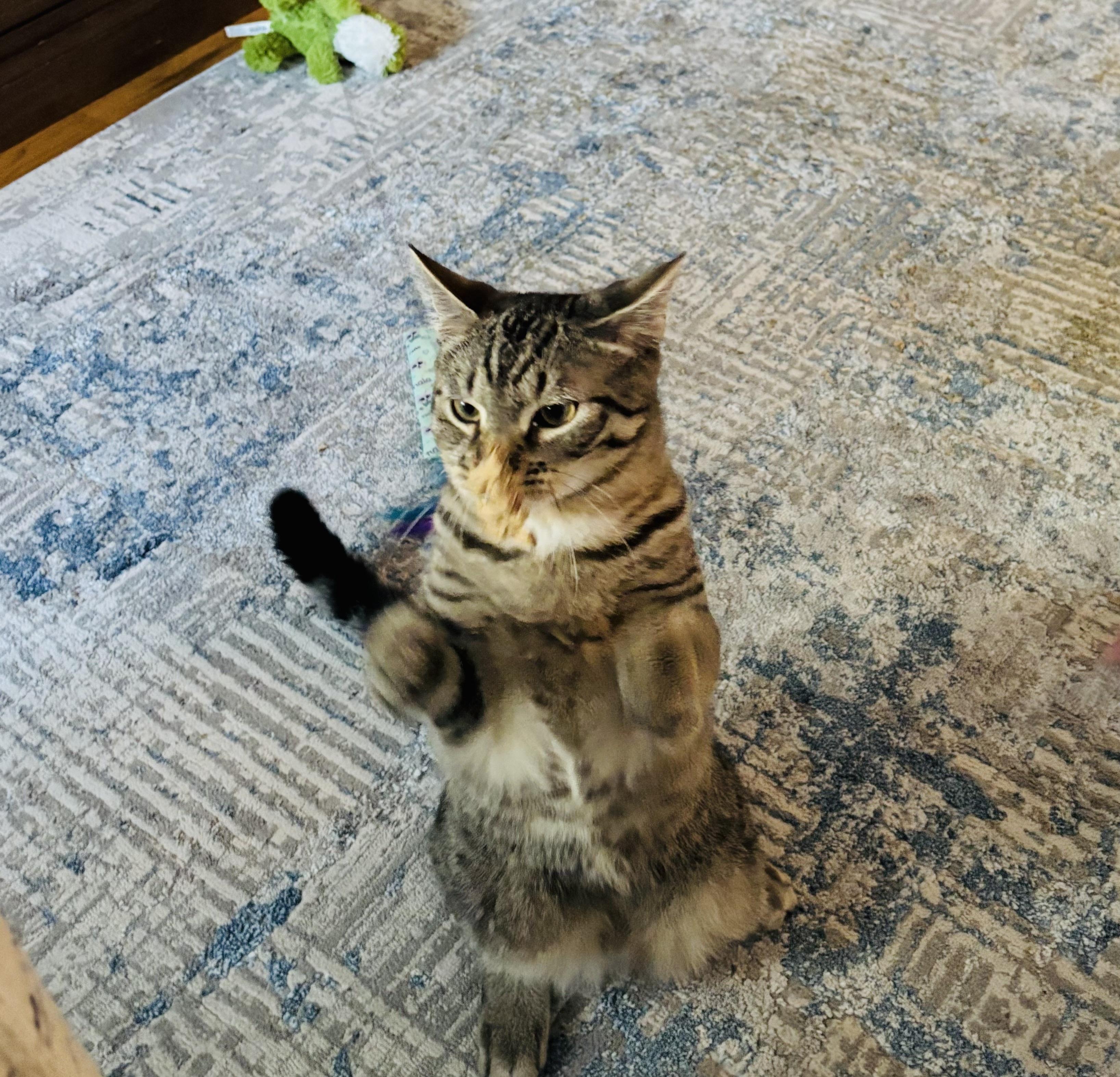 Enlarge Grease Lightnin’ Litter Putzie, a Adoptable Domestic Short Hair in Hoboken, NJ image 3/4