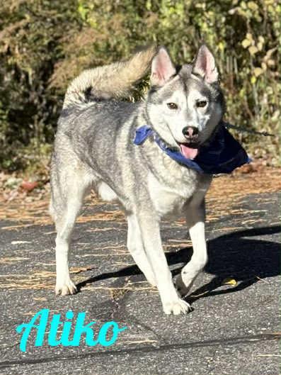 Enlarge Atiko, a Adoptable Siberian Husky in Old Westbury, NY image 1/5