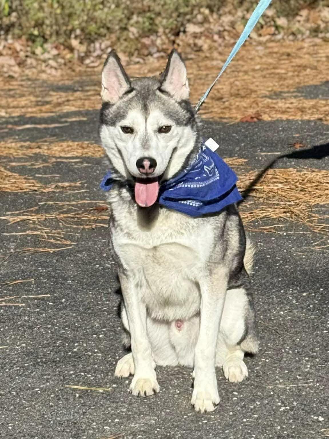 Enlarge Atiko, a Adoptable Siberian Husky in Old Westbury, NY image 4/5