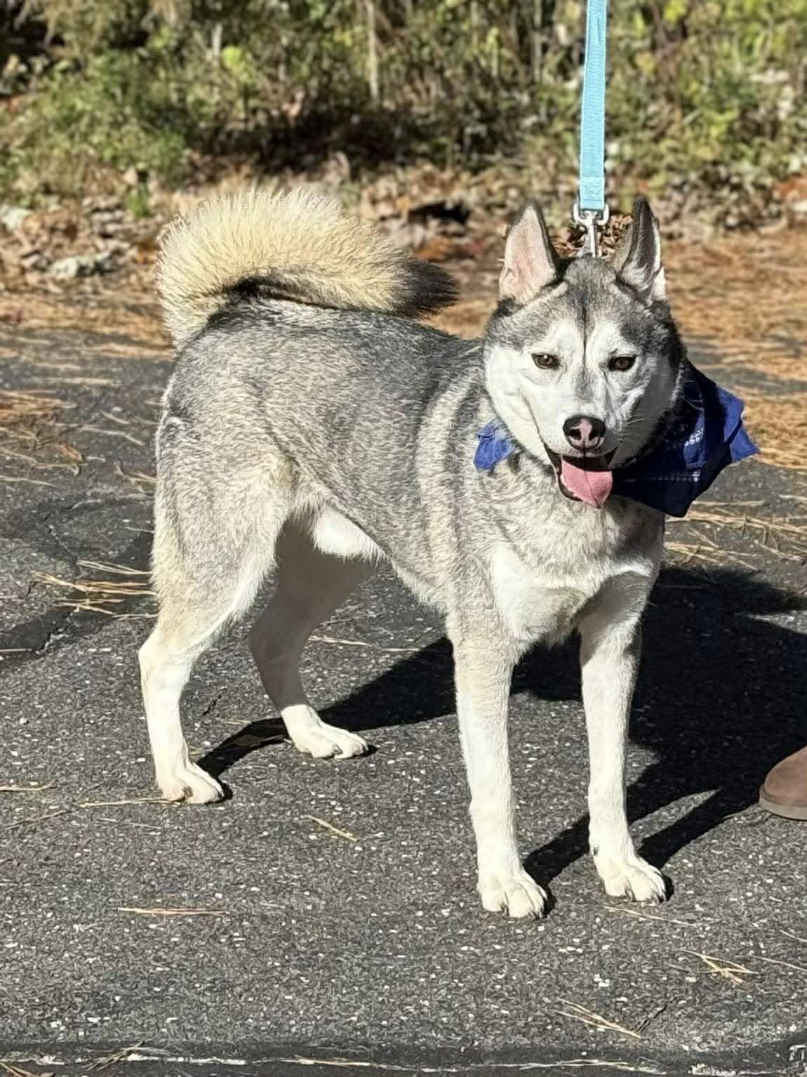 Enlarge Atiko, a Adoptable Siberian Husky in Old Westbury, NY image 3/5