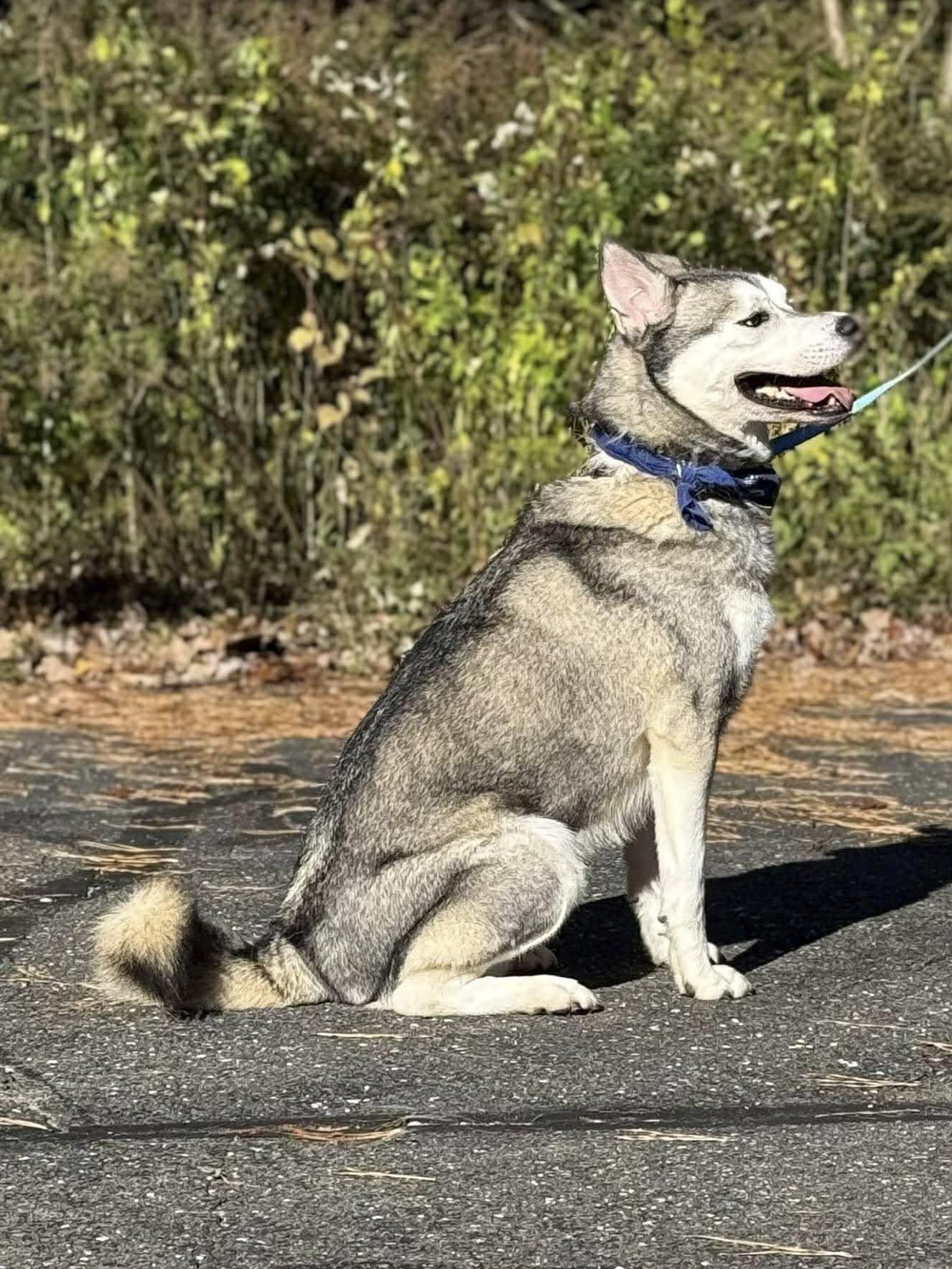 Enlarge Atiko, a Adoptable Siberian Husky in Old Westbury, NY image 5/5