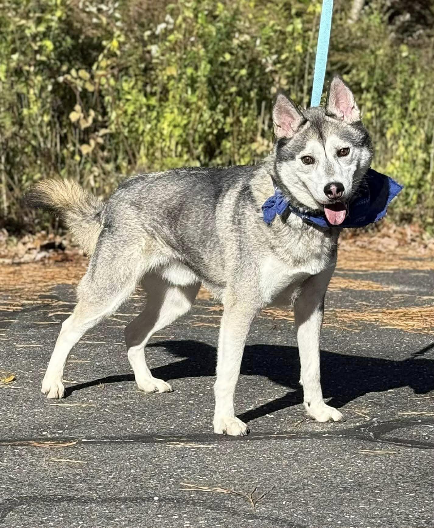 Enlarge Atiko, a Adoptable Siberian Husky in Old Westbury, NY image 2/5