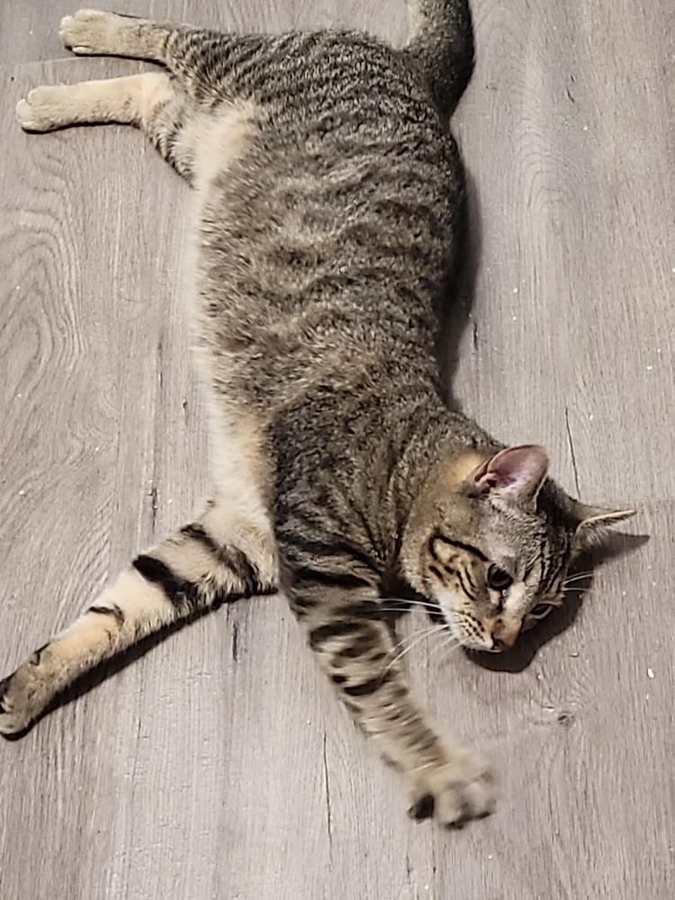 Ringo, Adoptable, Kitten Male Domestic Short Hair.