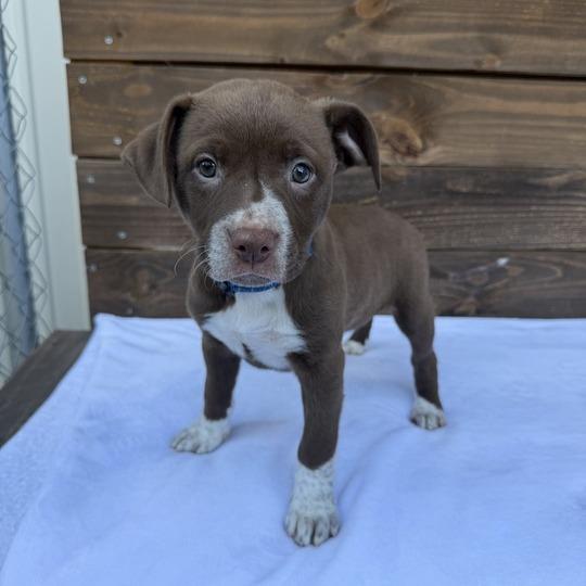 Enlarge Chiffon, a Adoptable mixed breed in Carencro, LA image 1/4