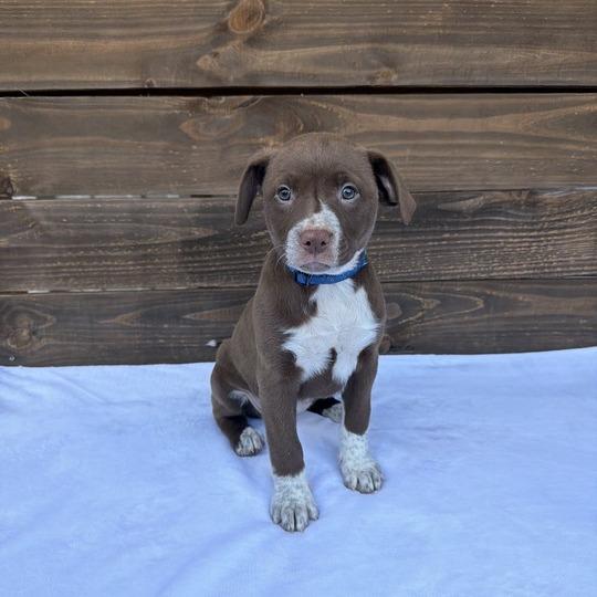 Enlarge Chiffon, a Adoptable mixed breed in Carencro, LA image 2/4