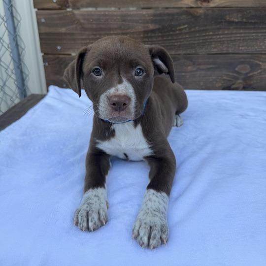 Enlarge Chiffon, a Adoptable mixed breed in Carencro, LA image 3/4