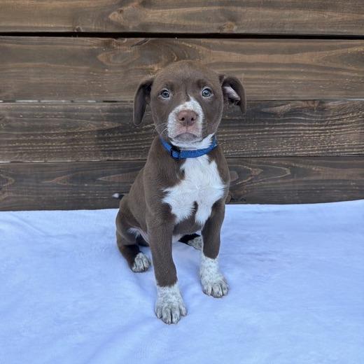 Enlarge Chiffon, a Adoptable mixed breed in Carencro, LA image 4/4