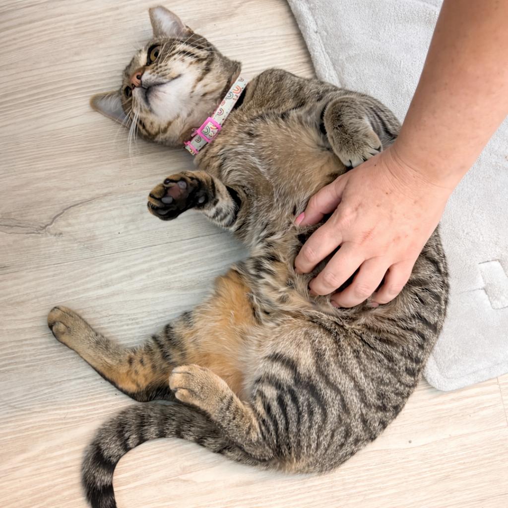 Enlarge Maple, a Adoptable Domestic Short Hair in Morrisville, NC image 4/4