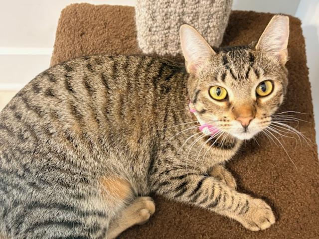 Enlarge Maple, a Adoptable Domestic Short Hair in Morrisville, NC image 3/4