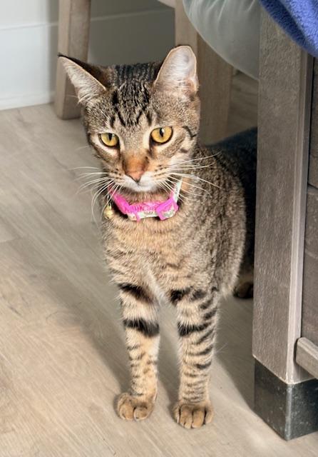 Enlarge Maple, a Adoptable Domestic Short Hair in Morrisville, NC image 2/4