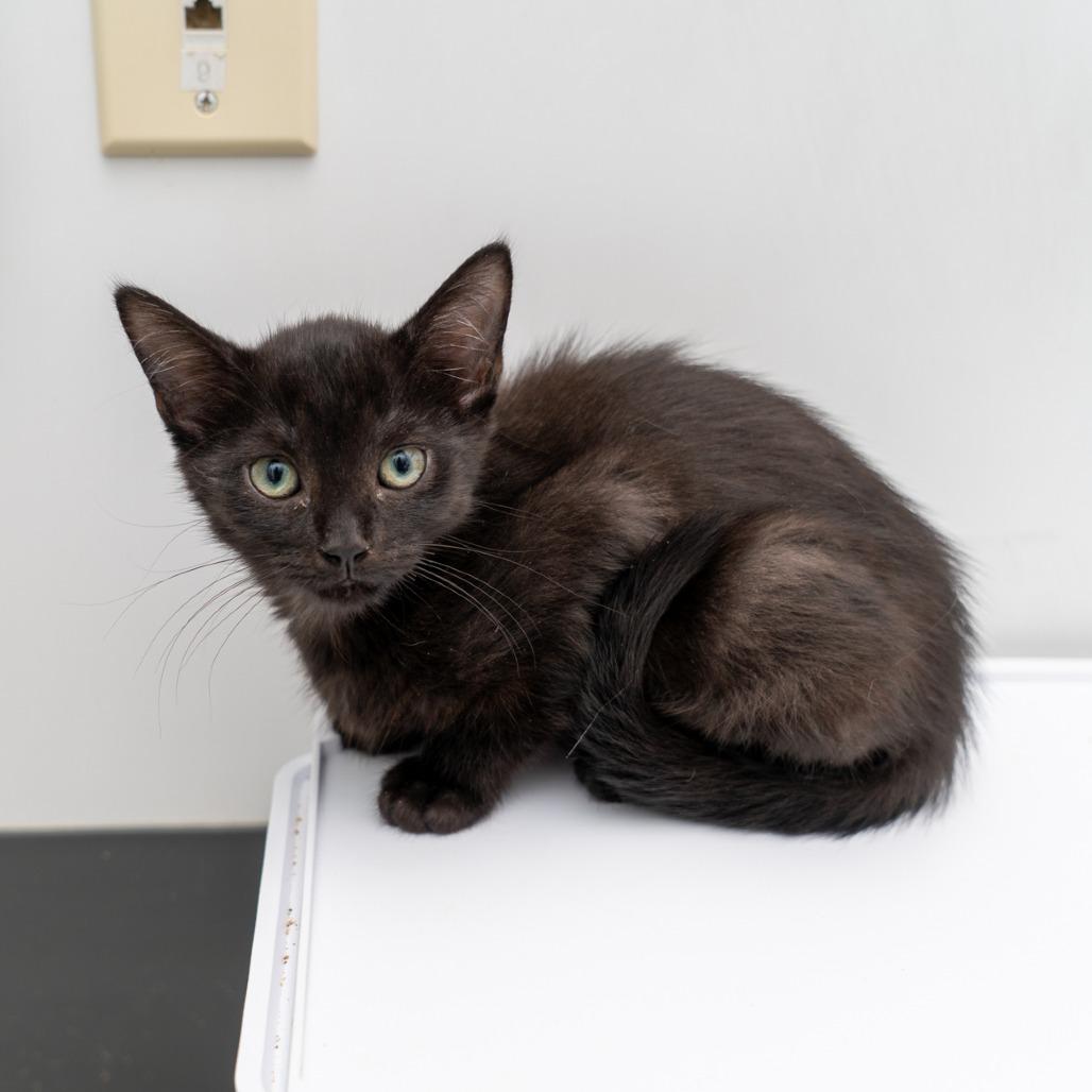 Dior, Adoptable, Kitten Female Domestic Short Hair.