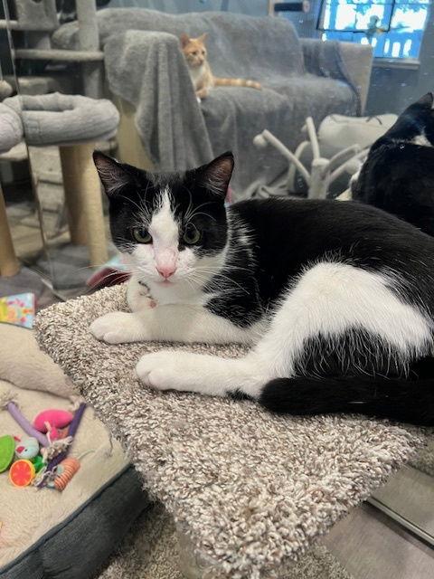Stormy , Frankie and Leo, Adoptable, Kitten Male Tuxedo.