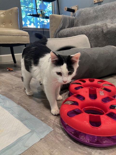 Enlarge Stormy , Frankie  and  Leo, a Adoptable Tuxedo in Walnut Creek, CA image 2/3