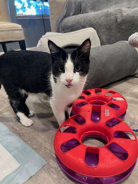 Enlarge Stormy , Frankie  and  Leo, a Adoptable Tuxedo in Walnut Creek, CA image 3/3