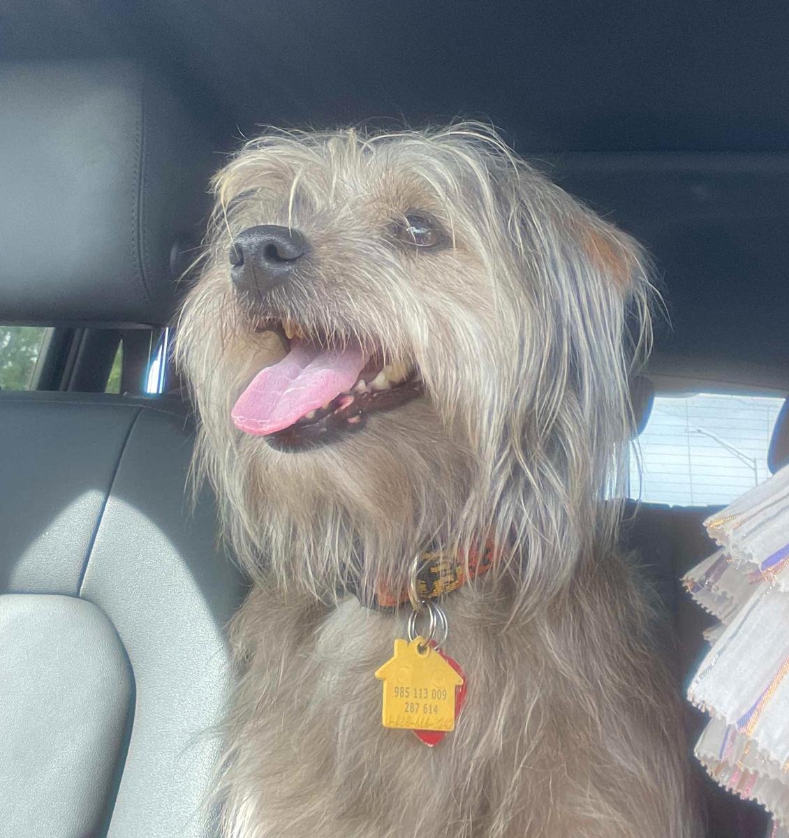 Little Daisy in Pauls Valley, Oklahoma, Adopted, Young Female Cairn Terrier & Yorkshire Terrier.