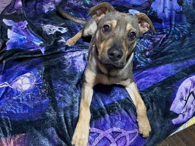 Buzz, Adopted, Puppy Male Shepherd & Mixed Breed.