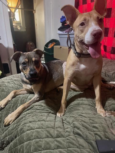 Buzz, a Adopted mixed breed in New Orleans, LA image 2/6