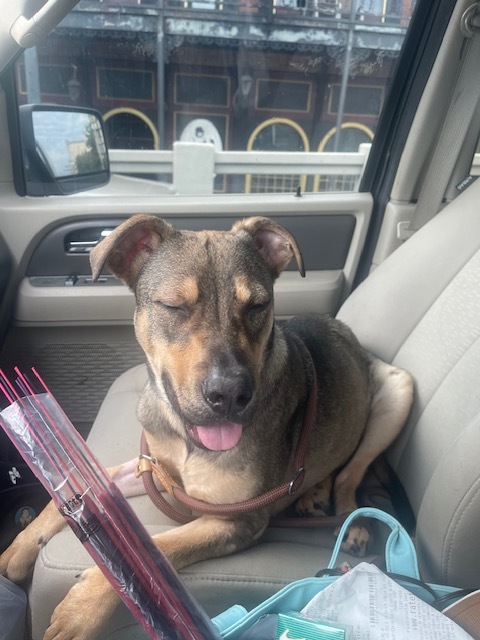 Buzz, a Adopted mixed breed in New Orleans, LA image 3/6