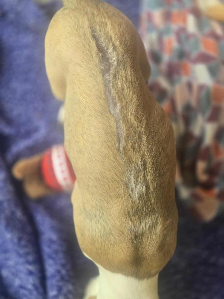 Enlarge Booboo (Laundry Basket litter), a Adoptable mixed breed in Gillsville, GA image 1/6