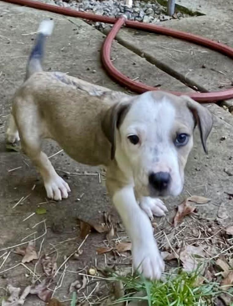 Enlarge Booboo (Laundry Basket litter), a Adoptable mixed breed in Gillsville, GA image 2/6