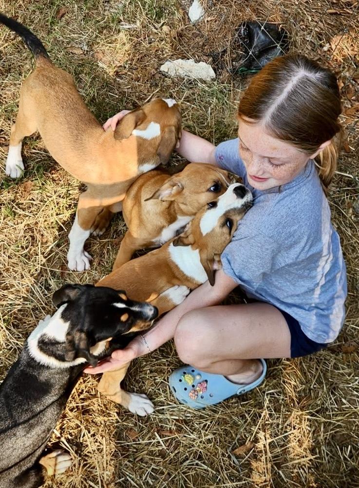 Enlarge Booboo (Laundry Basket litter), a Adoptable mixed breed in Gillsville, GA image 4/6