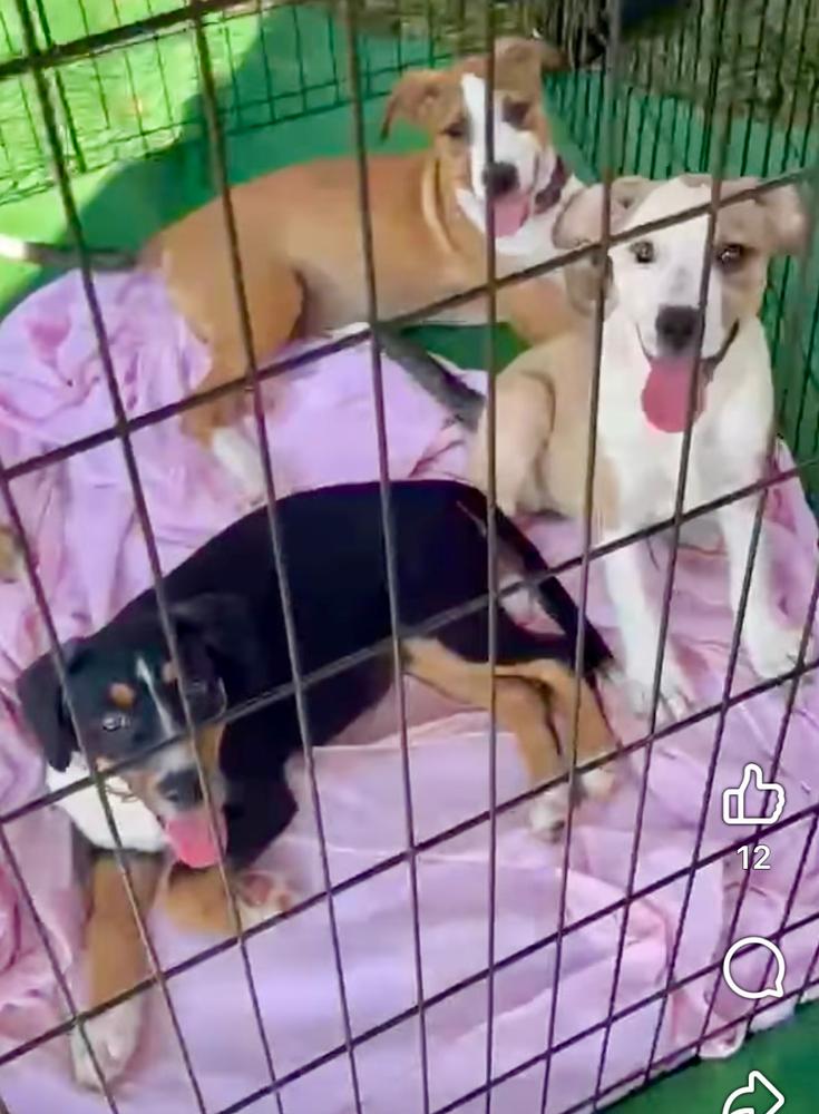 Enlarge Booboo (Laundry Basket litter), a Adoptable mixed breed in Gillsville, GA image 5/6