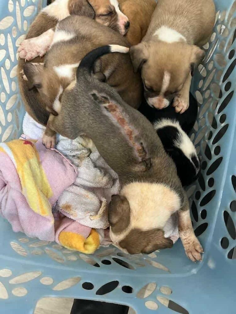 Enlarge Booboo (Laundry Basket litter), a Adoptable mixed breed in Gillsville, GA image 6/6