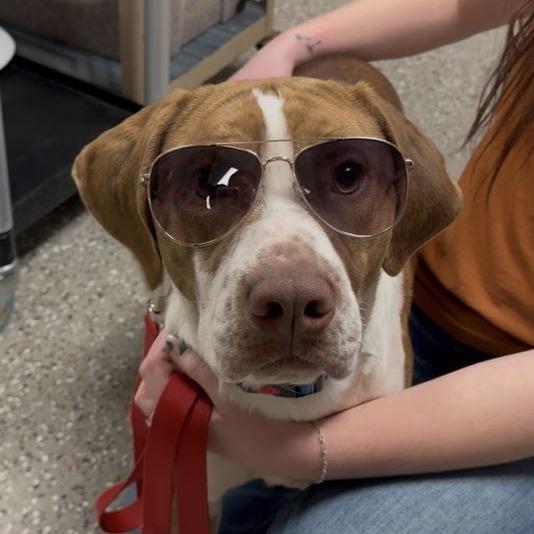 Enlarge Dutch, a Adoptable mixed breed in Norfolk, NE image 1/4