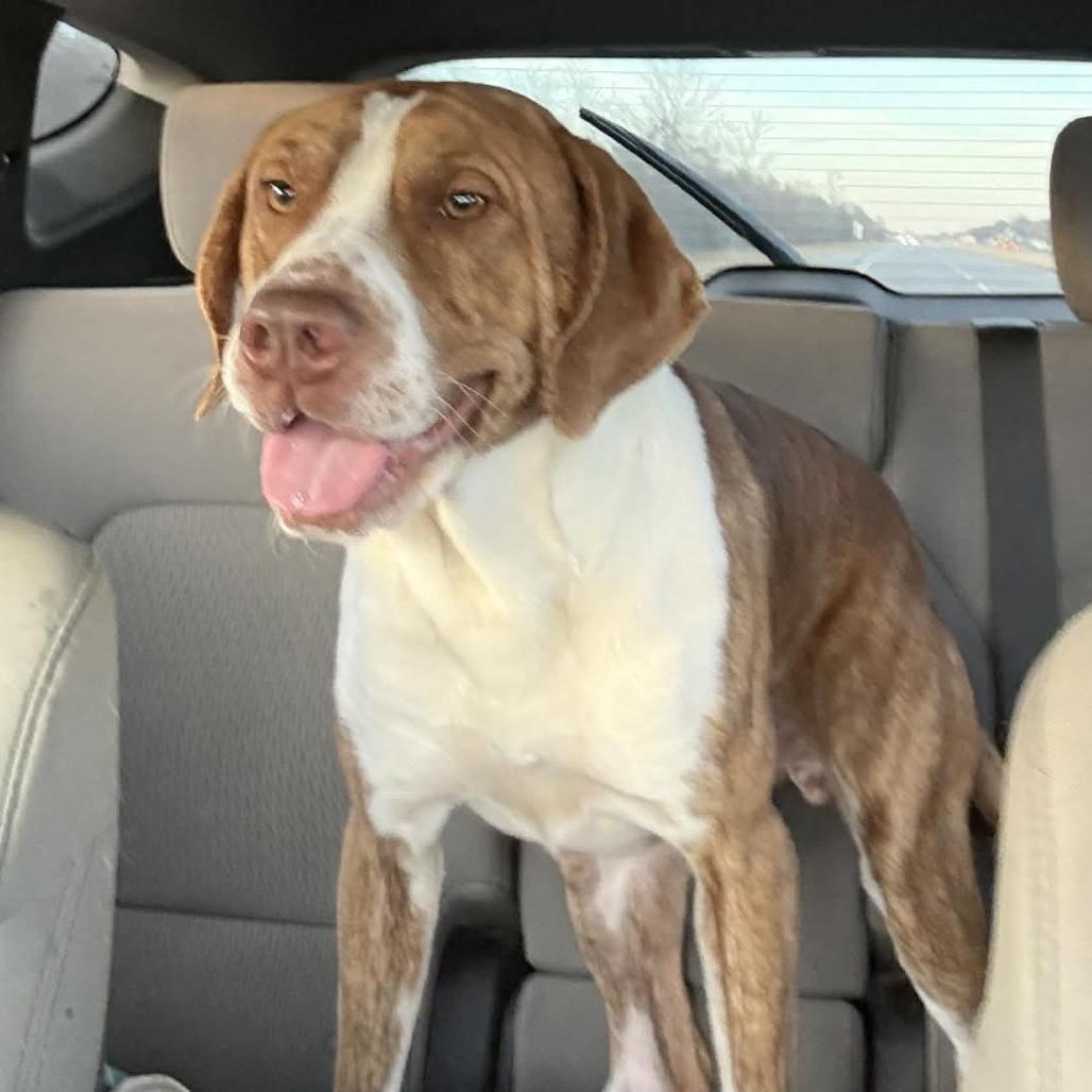 Enlarge Dutch, a Adoptable mixed breed in Norfolk, NE image 2/4