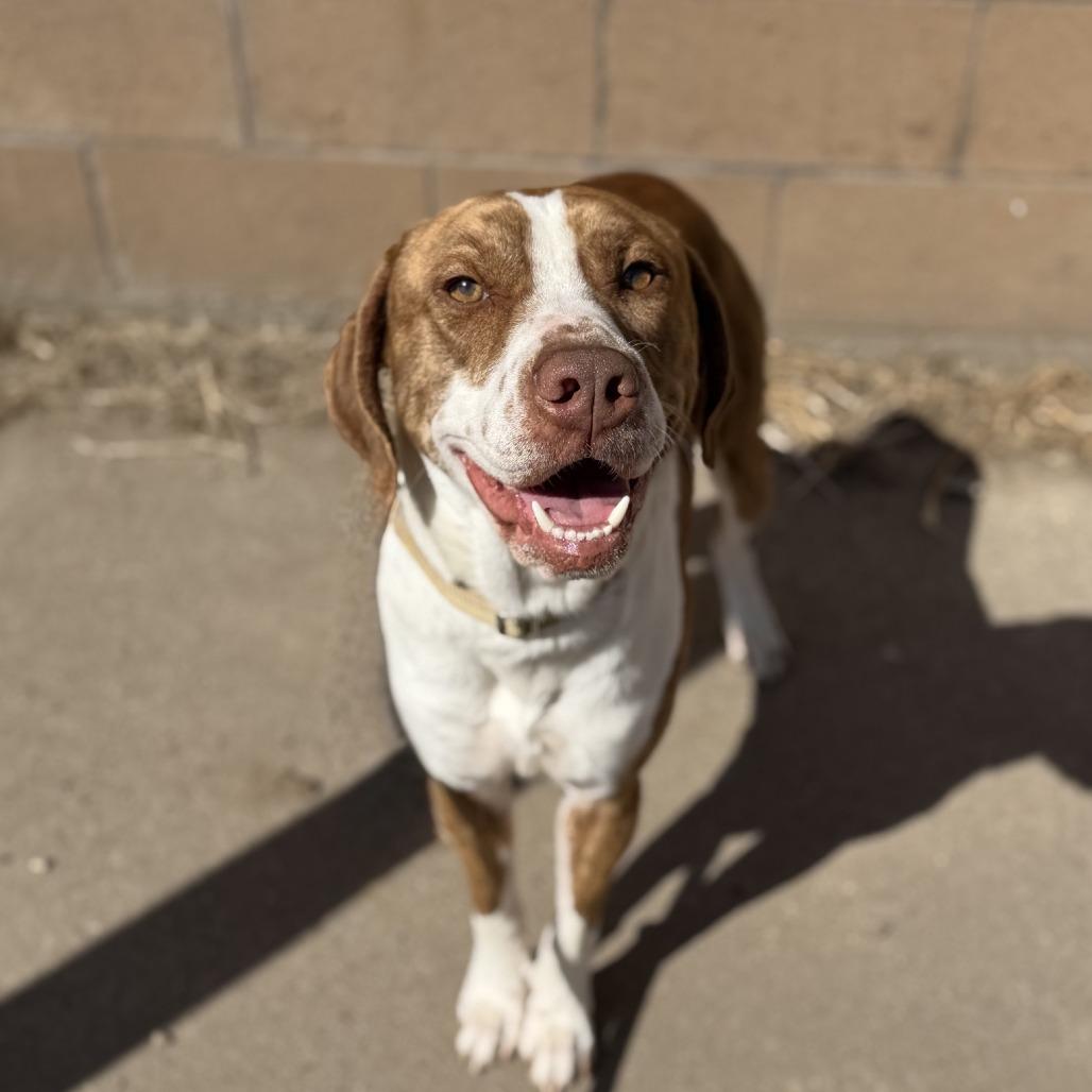 Enlarge Dutch, a Adoptable mixed breed in Norfolk, NE image 3/5