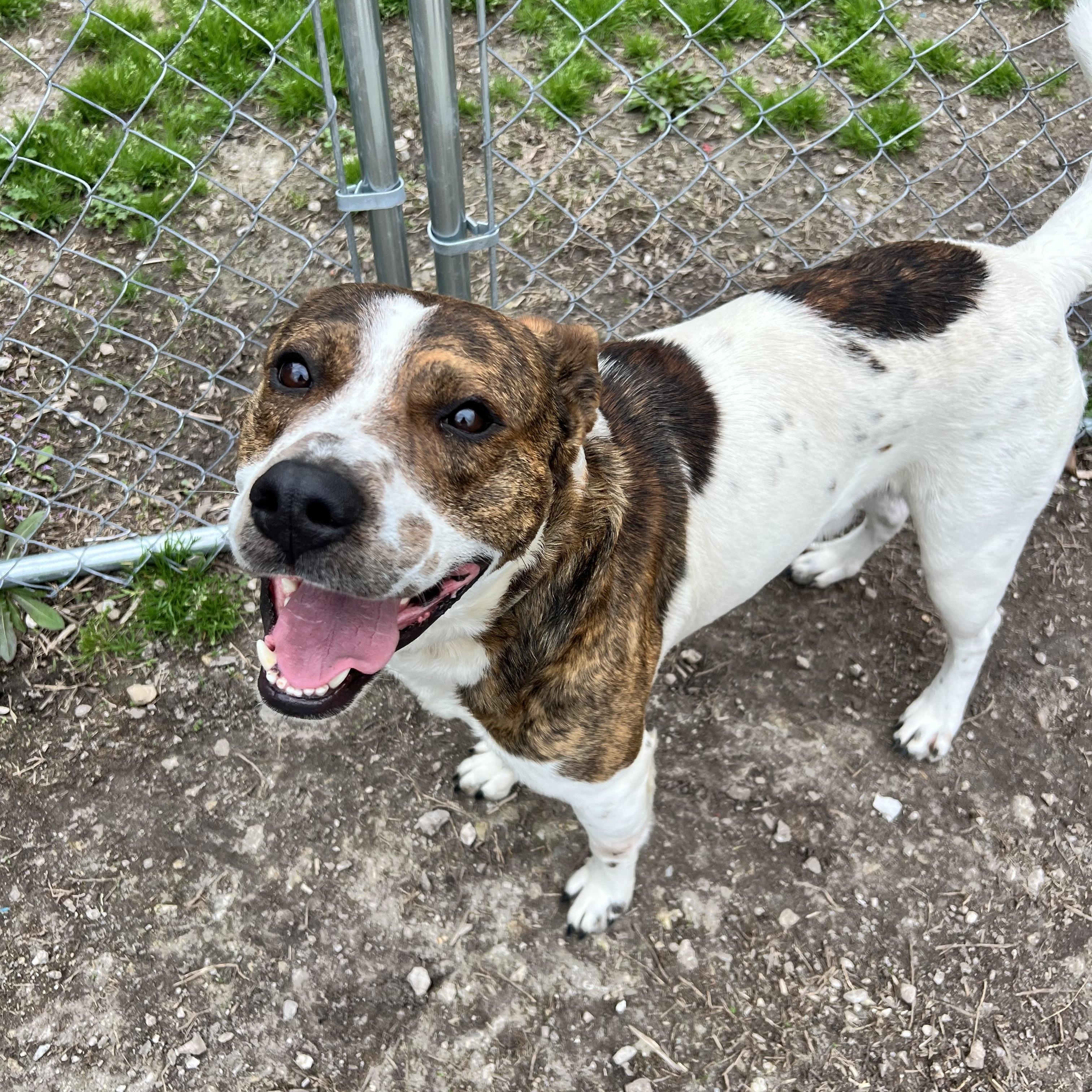 Chuck, adoptable, Adult Male Shepherd.