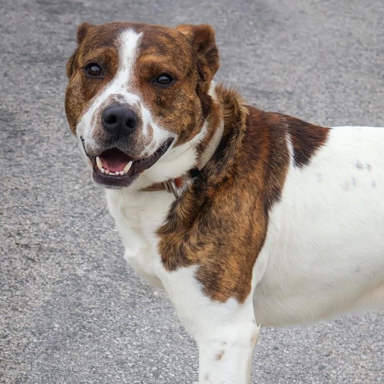 Chuck, adoptable, Adult Male Shepherd.