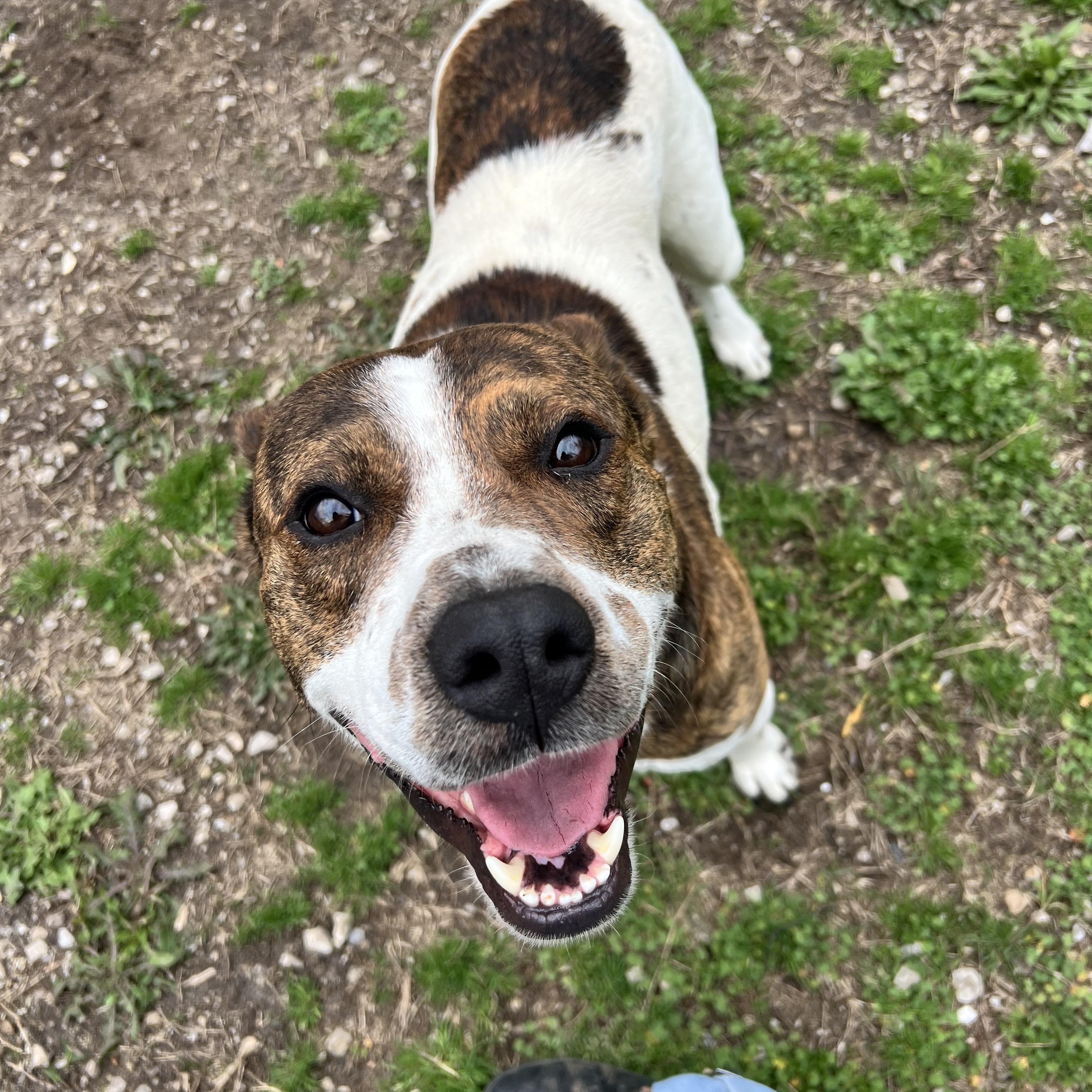 Enlarge Chuck, an adoptable mixed breed in Hollister, MO image 3/4