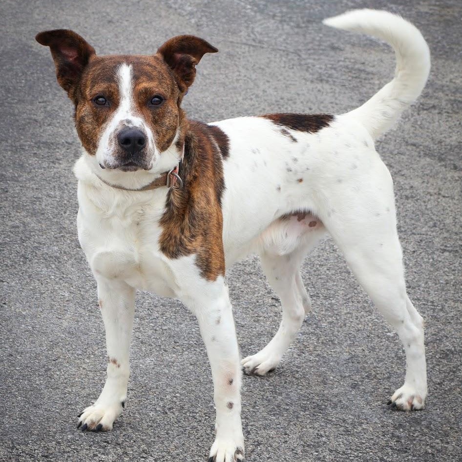 Enlarge Chuck, an adoptable mixed breed in Hollister, MO image 1/6