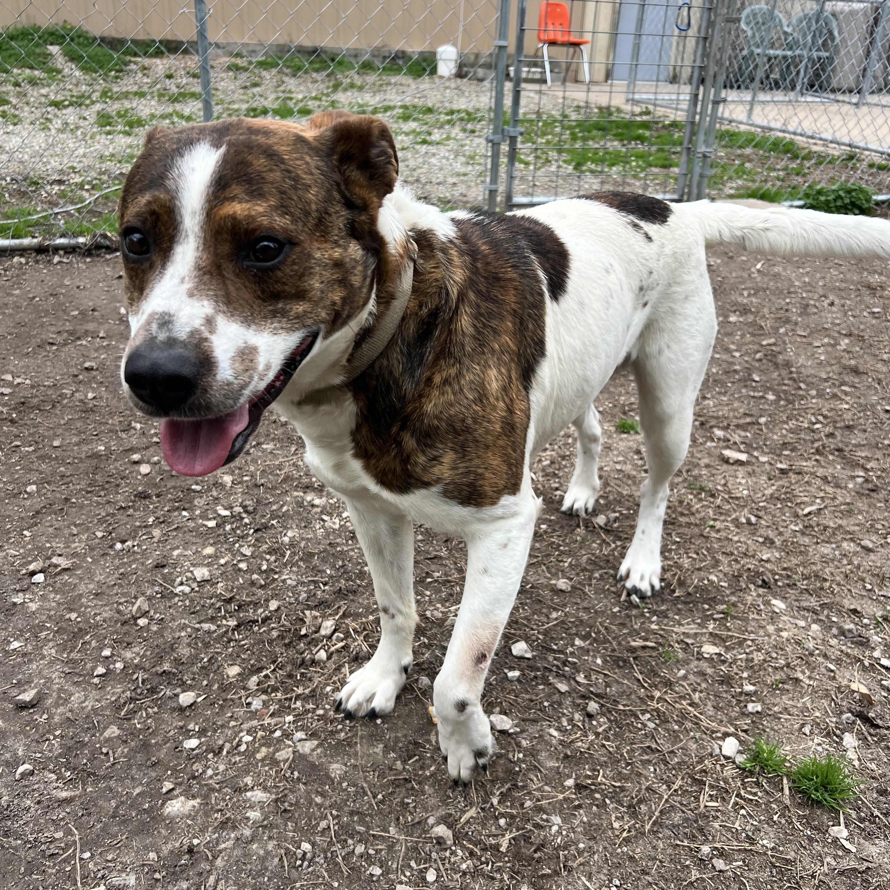 Enlarge Chuck, an adoptable mixed breed in Hollister, MO image 2/4