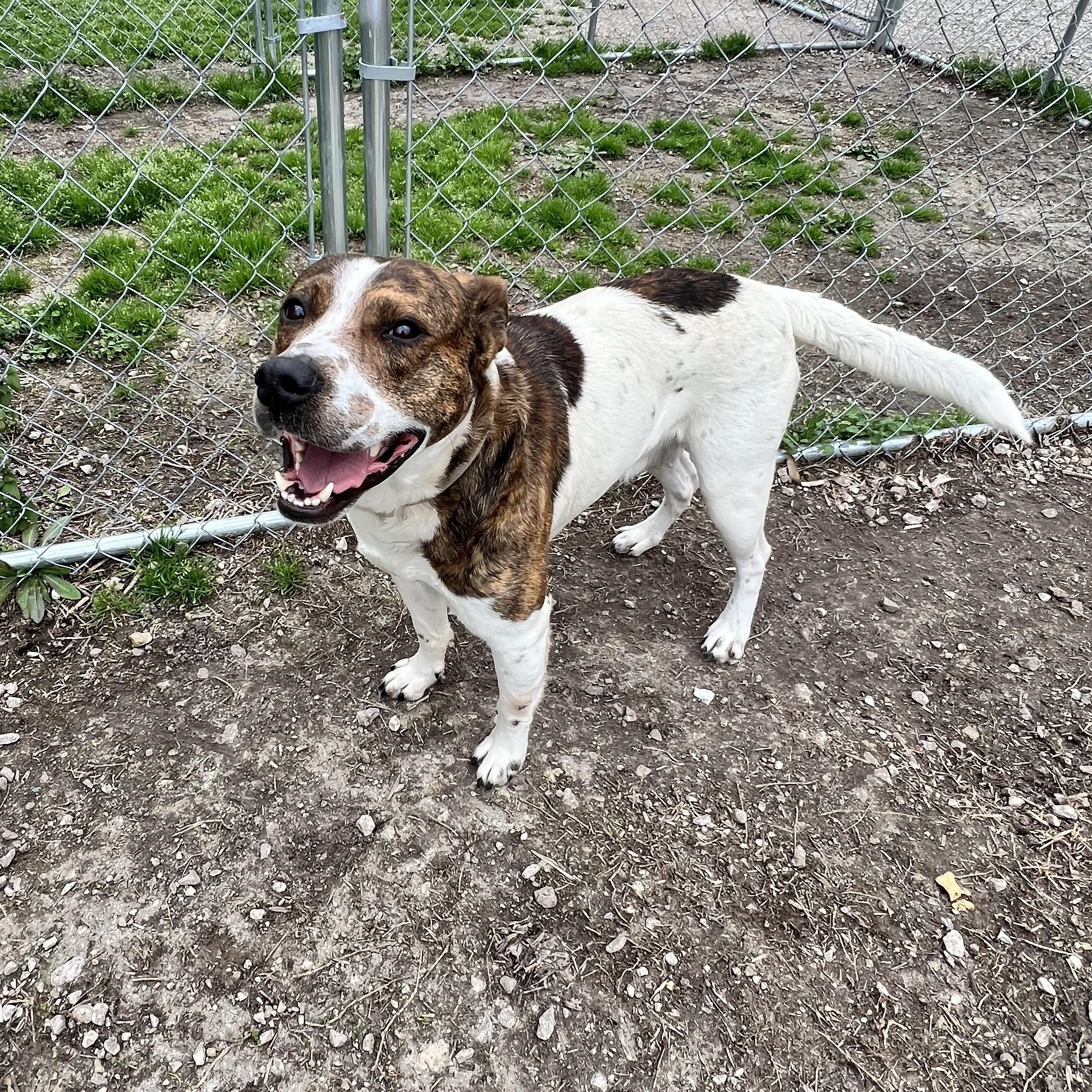Enlarge Chuck, an adoptable mixed breed in Hollister, MO image 4/4