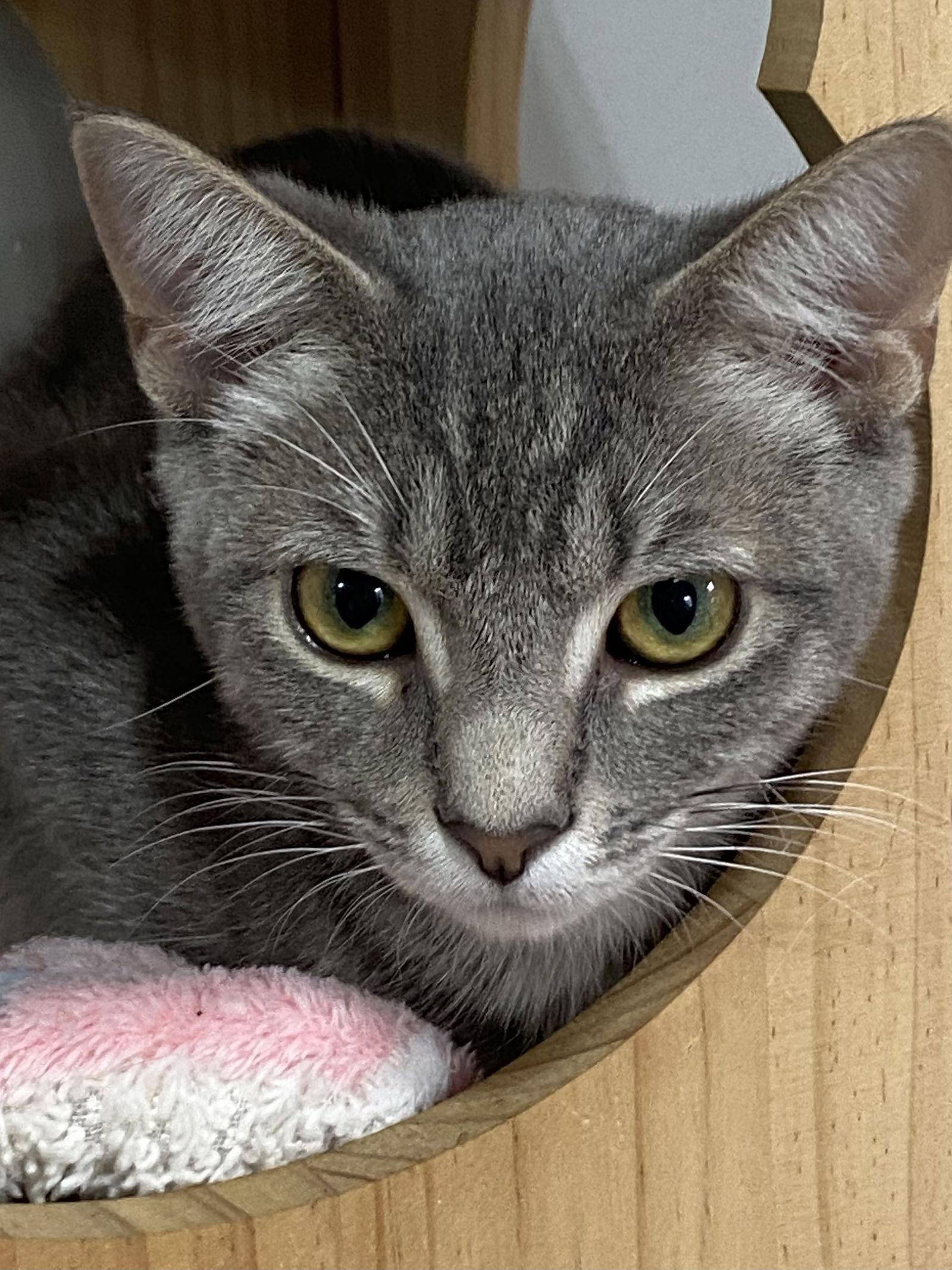 TIGERBELL, a Adoptable Tabby in Oakland Park, FL image 1/6