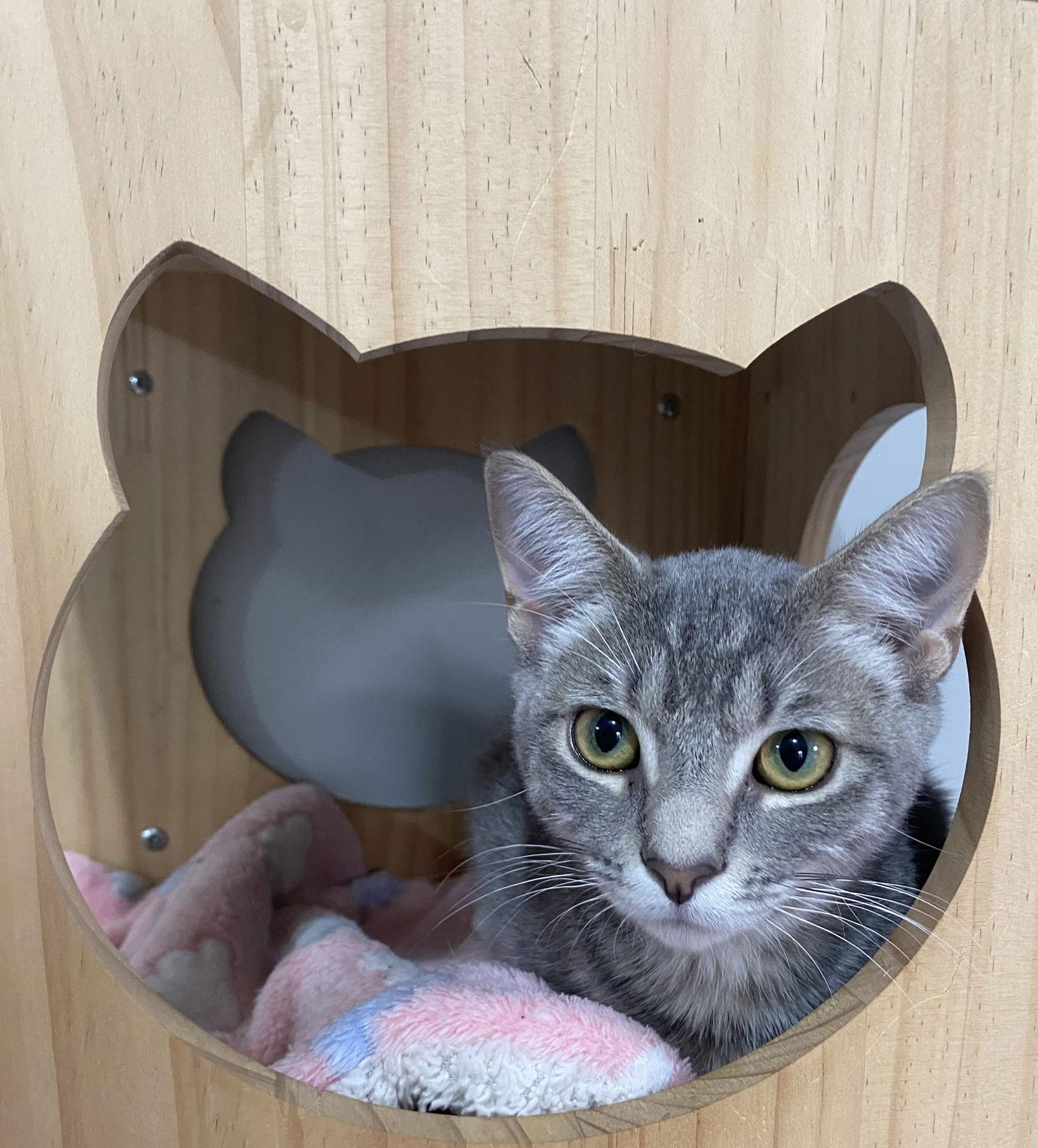 TIGERBELL, a Adoptable Tabby in Oakland Park, FL image 2/6