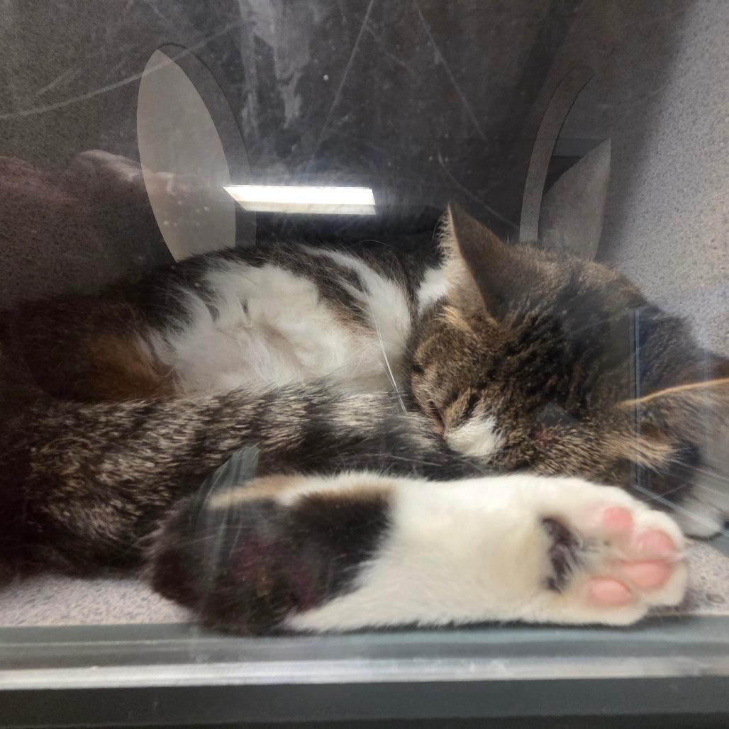 Nora, Adoptable, Adult Female Domestic Short Hair.