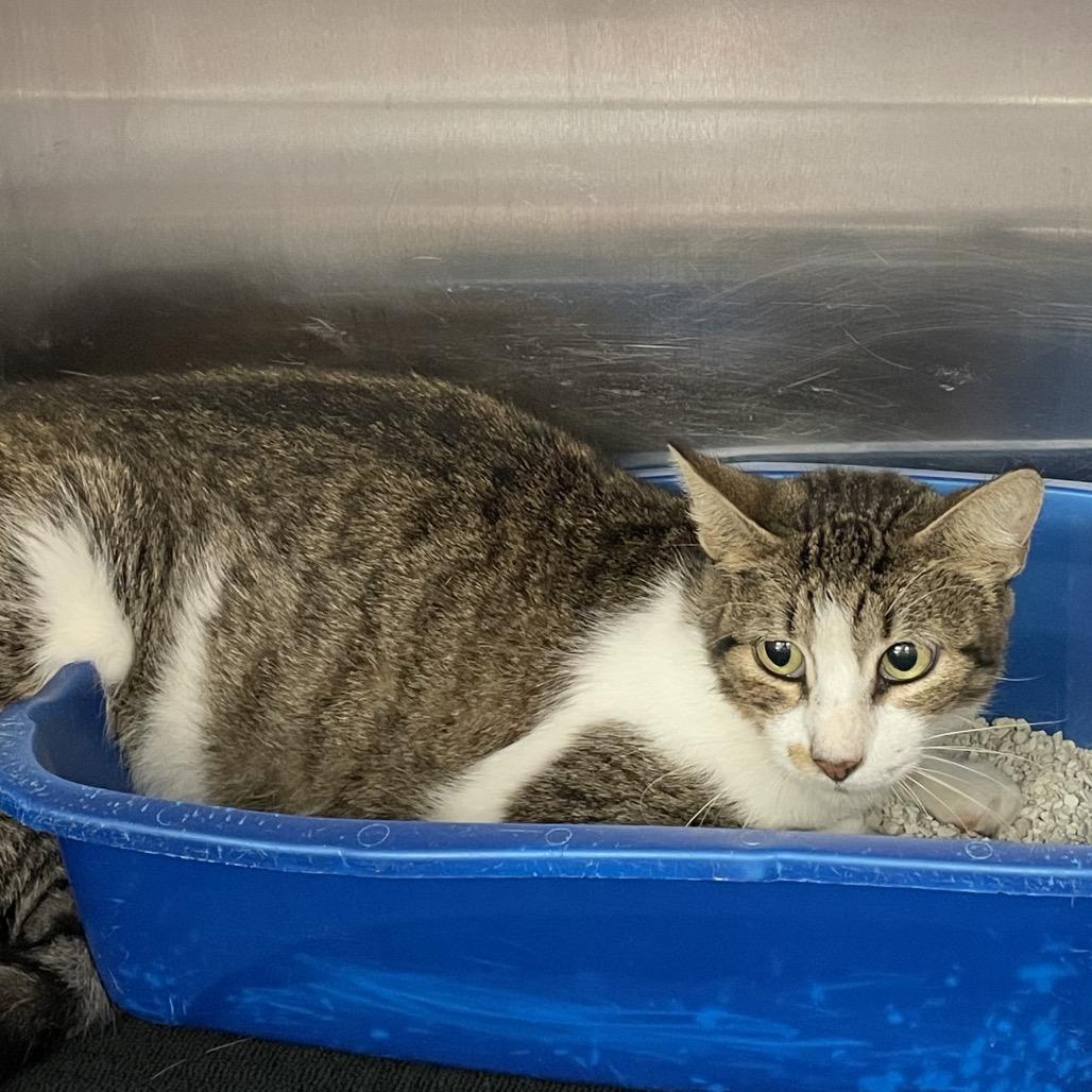 Enlarge Nora, a Adoptable Domestic Short Hair in Port Charlotte, FL image 2/4
