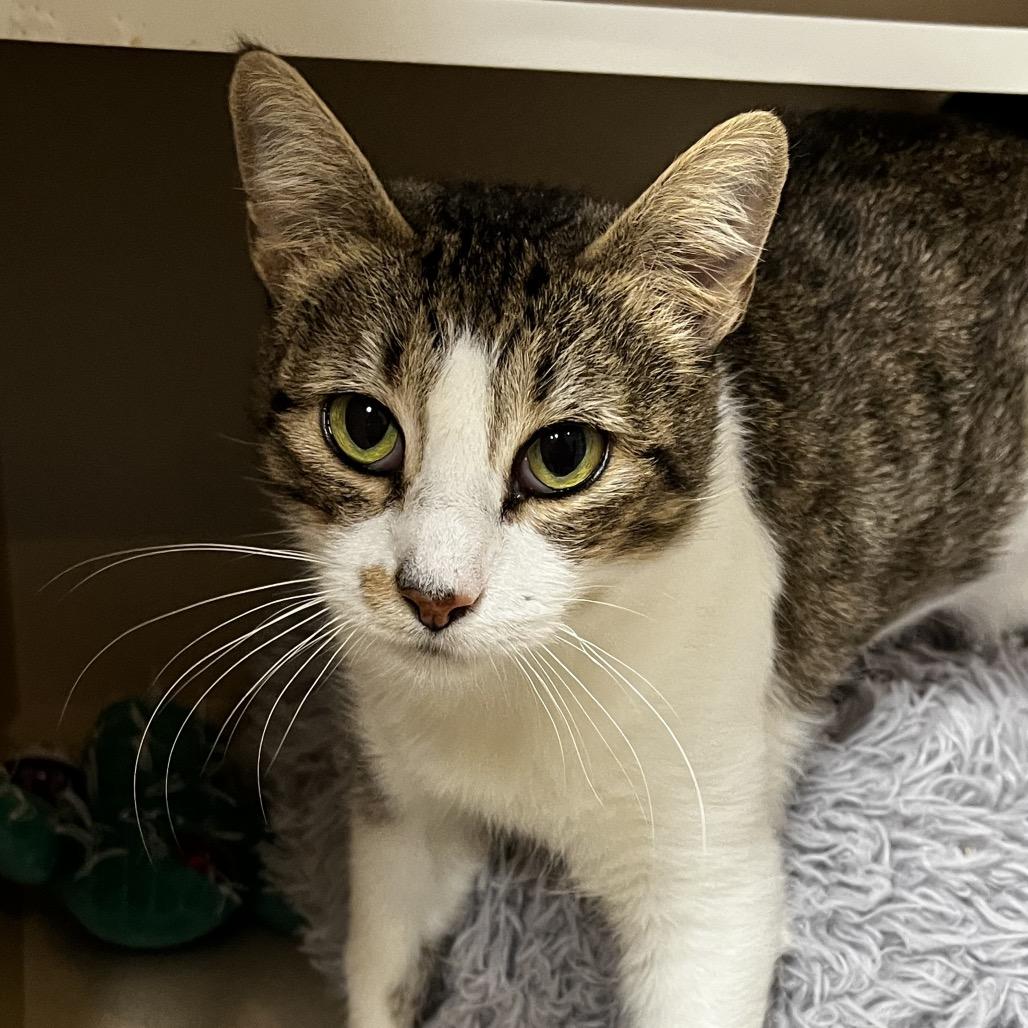 Enlarge Nora, a Adoptable Domestic Short Hair in Port Charlotte, FL image 3/4