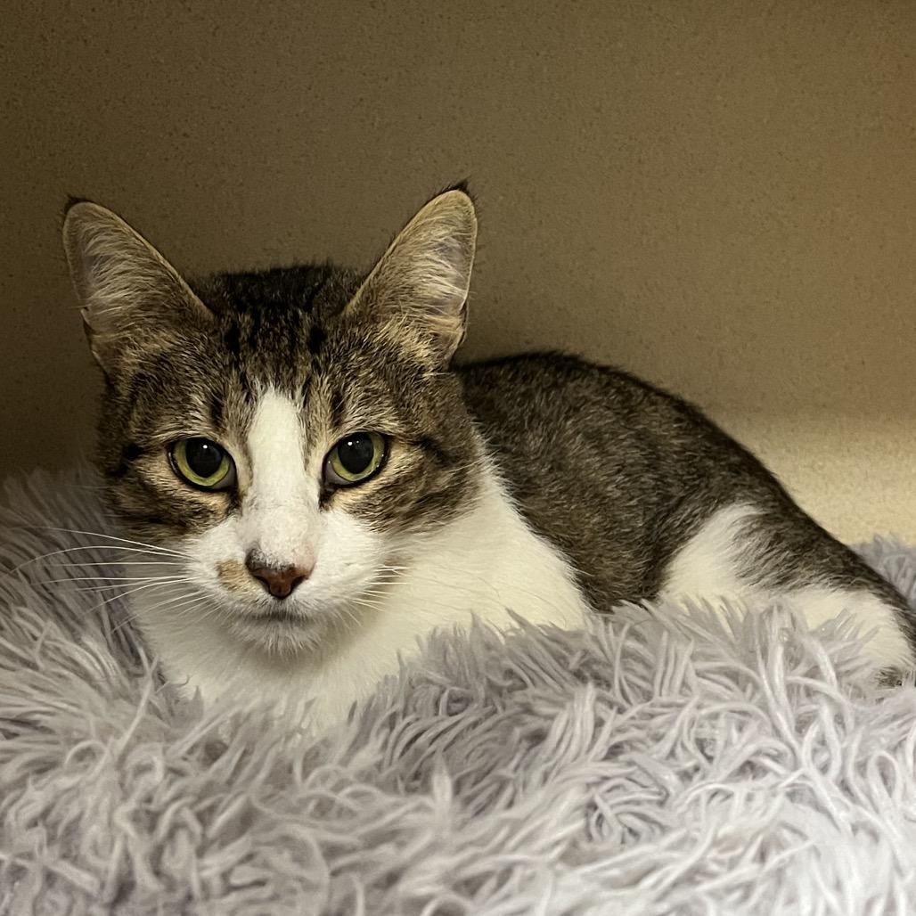 Enlarge Nora, a Adoptable Domestic Short Hair in Port Charlotte, FL image 4/4