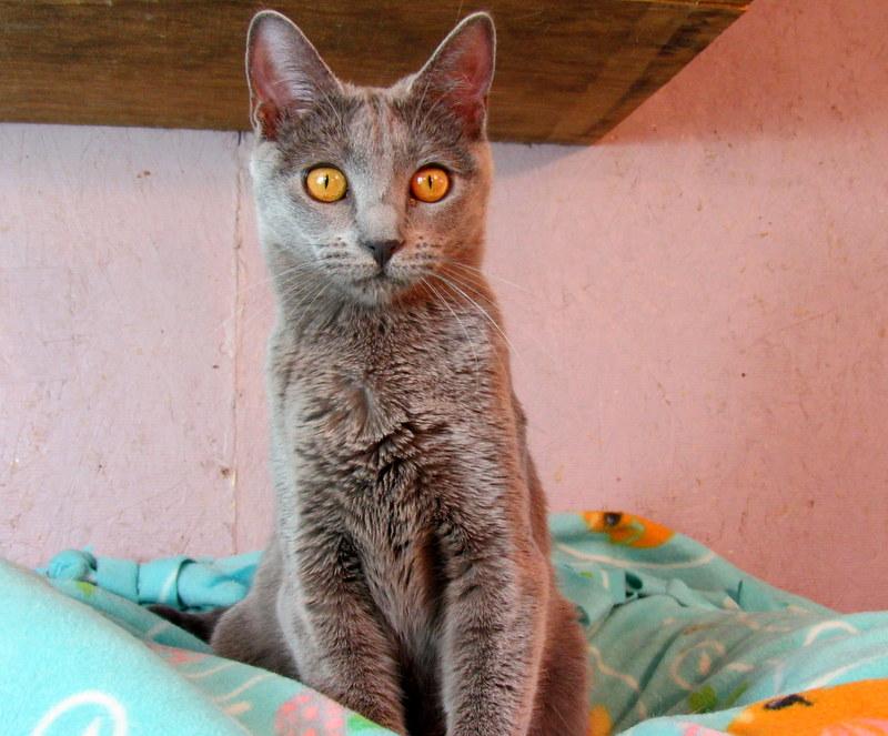 Jasmine, an adoptable Russian Blue in Newport, WA, 99156 | Photo Image 4